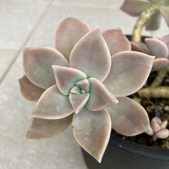 グラパラリーフ  の画像