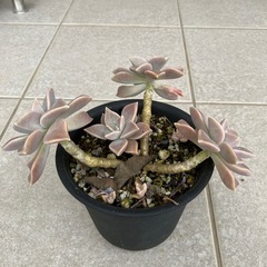 グラパラリーフ  の画像