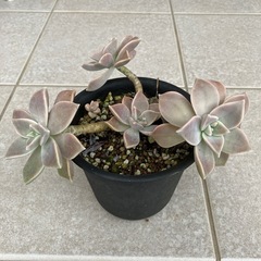 グラパラリーフ  の画像