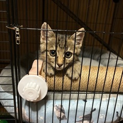 【急募】ヒゲの黒い模様がカワイイ生後2ヶ月のオス子猫