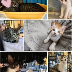 18日譲渡会に参加する猫さんです。