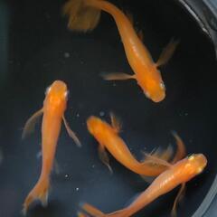 📣　パーティードレス　若魚　7匹