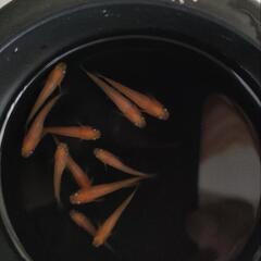 📣　パーティードレス　若魚　7匹の画像