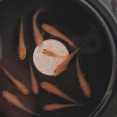 📣　パーティードレス　若魚　7匹の画像