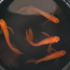 📣　パーティードレス　若魚　7匹の画像