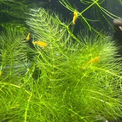 無農薬水草3種セット