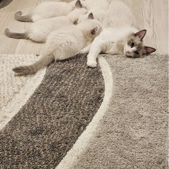 6月に生まれて2ヶ月になる子猫