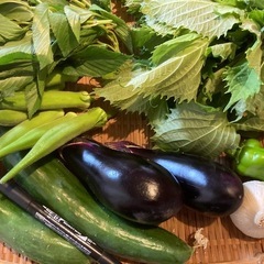 8/7朝どれ野菜無農薬セットG