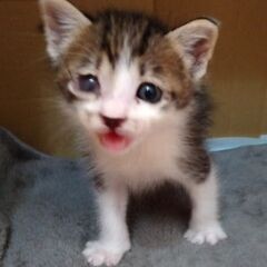 生後1か月弱　キジ白男の子里親さん募集します🐈 − 神奈川県