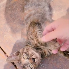 生後2～3ヶ月くらいのキジトラ子猫