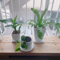 【決まりました】観葉植物