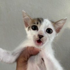 子猫　猫　里親募集　白×サバトラ　水玉　ネコ　尻尾長い子 - 里親募集
