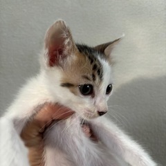 子猫　猫　里親募集　白×サバトラ　水玉　ネコ　尻尾長い子 − 沖縄県