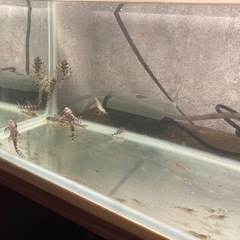 キンペコ譲りますの画像