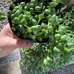 グリーンネックレス🌿多肉植物の画像