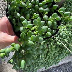 グリーンネックレス🌿多肉植物