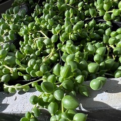 グリーンネックレス🌿多肉植物の画像