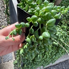 グリーンネックレス🌿多肉植物の画像