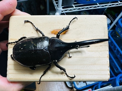 ヘラクレスオオカブト成虫