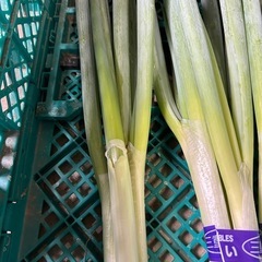 白ネギ【訳あり】Lサイズ の画像