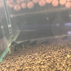 ビーシュリンプ