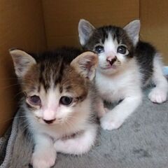 生後1か月弱　キジ白男の子里親さん募集します🐈 - 里親募集