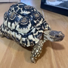 ヒョウモンガメ2匹の里親になってくださる方募集してます🐢
