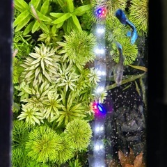 【増量中】③🪴水草　おまかせ 水草 30本(株)の画像
