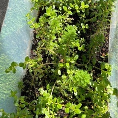 【増量中】③🪴水草　おまかせ 水草 30本(株)の画像