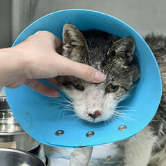 迷い猫を保護しました　キジシロ　大人しくあまり鳴かない仔