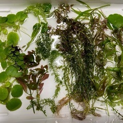 【増量中】③🪴水草　おまかせ 水草 30本(株)の画像