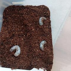 沖縄カブトムシ幼虫の画像