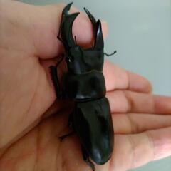  国産オオクワガタ　　　新成虫PA　　オス70.0mm    メス44.0mm　の画像