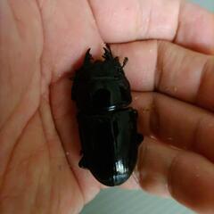  国産オオクワガタ　　　新成虫PA　　オス70.0mm    メス44.0mm　の画像