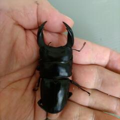  国産オオクワガタ　　　新成虫PA　　オス70.0mm    メス44.0mm　の画像