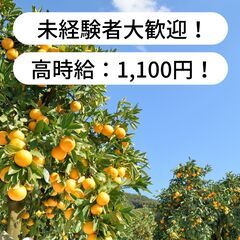 【高時給：1,100円！】和歌山県有田市千田でみかんの摘果作業の...