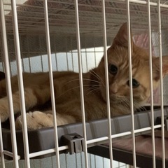 《トライアル決まりました！》チャトラ　オス