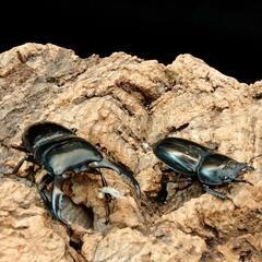 夏‼️激安‼️カブトクワガタくじの画像