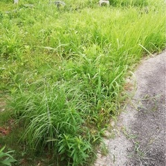伊勢市内〜松阪近辺 公園や空き家の草刈りやります！ - その他