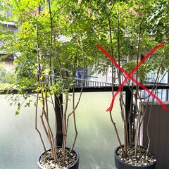 シマトネリコ株立ち 1鉢（高さ230cm程）