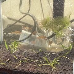 【埼玉/上尾引取限定】熱帯魚　レッドテトラ　生体7匹ですが差し上げます！の画像