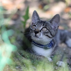 生後2〜3カ月のサバ白ちゃんです。避妊手術は、保護主さんのほうで...