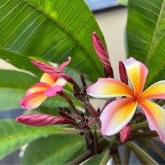 【花芽なし】プルメリア①〜④ 