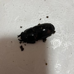 パラワンオオヒラタクワガタ♀単品
