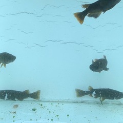 メダカ クム5匹セット  の画像
