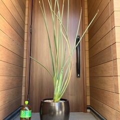 ストレリチアノンリーフ【極楽鳥花】