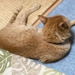 ちゃち(仮)オス