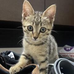 かわいいキジトラちゃん　家族にしてほしいな