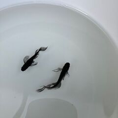 【取引予定有、受付中止】メダカ　吽形10匹+αの画像