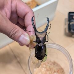 メタリフェルホソアカクワガタ